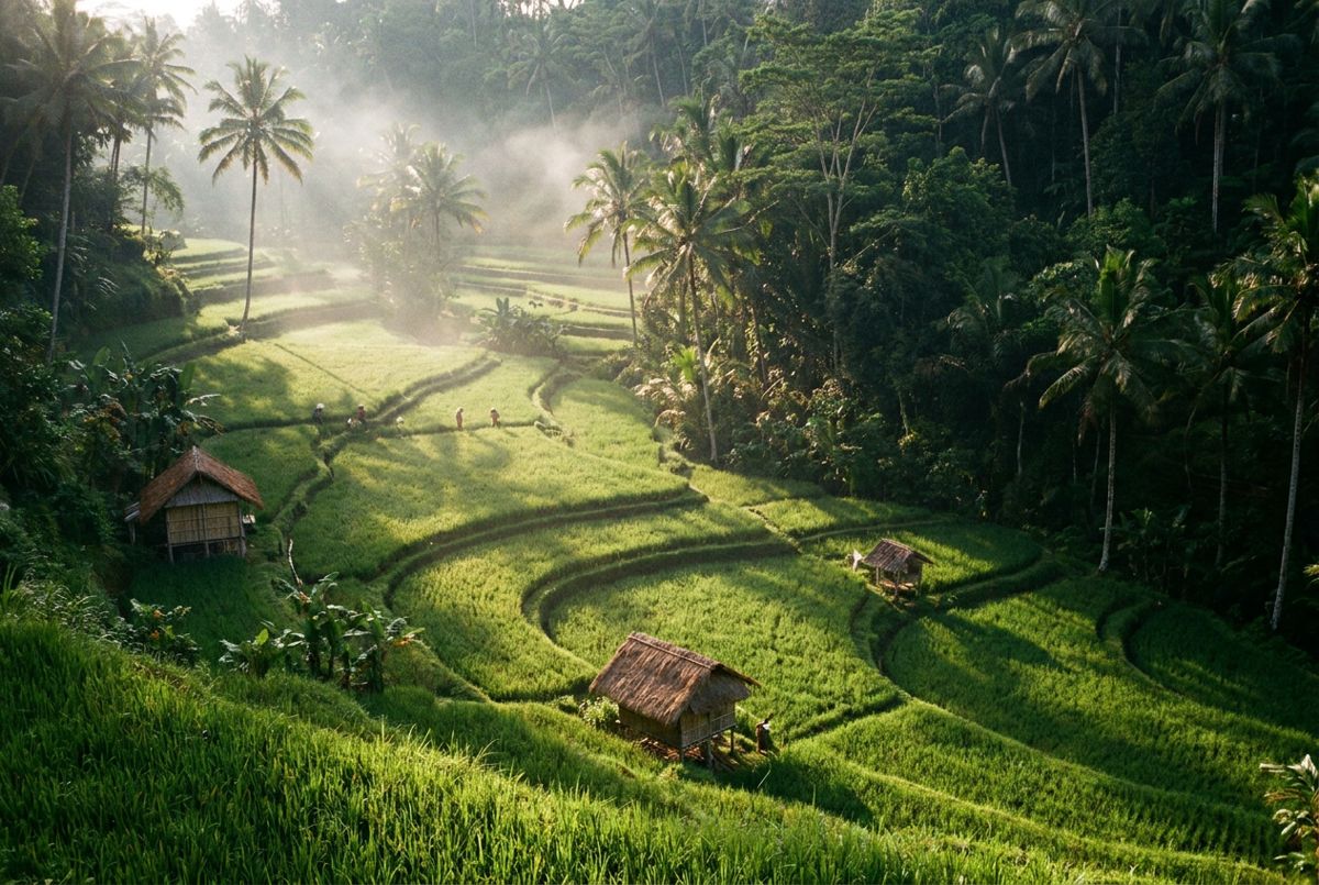 Green stepped Tegallalang rice terraces and palm trees in the morning light near Ubud, Bali
