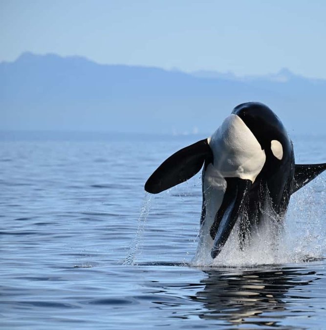 Orca breaching off the coast near Vancouver