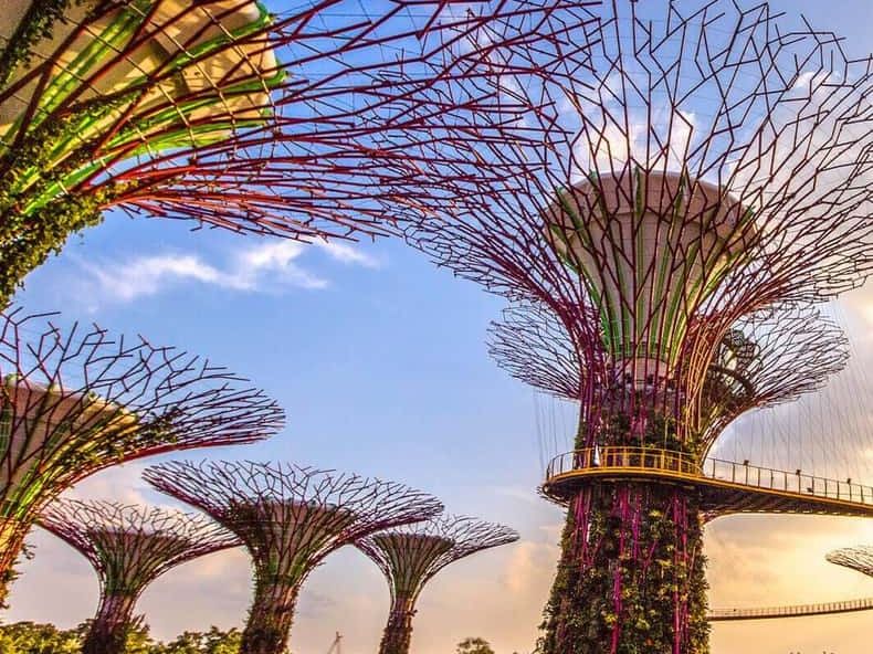 The Supertree Grove at Gardens by the Bay at sunset
