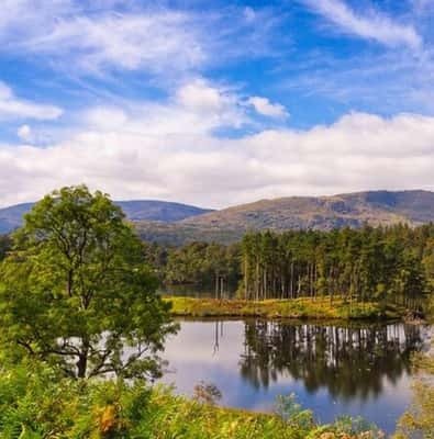 Lake District tarn with pine trees and fells