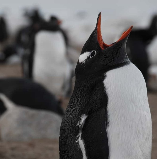 Gentoo penguin on Martillo Island