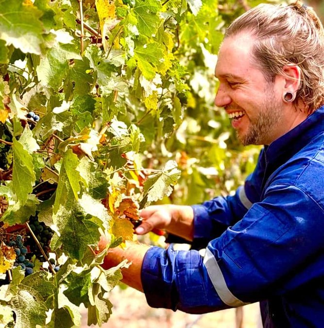 Winemaker inspecting grapes in the Maipo Valley