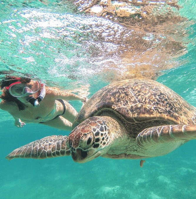 Snorkeler swimming beside a sea turtle in Akumal