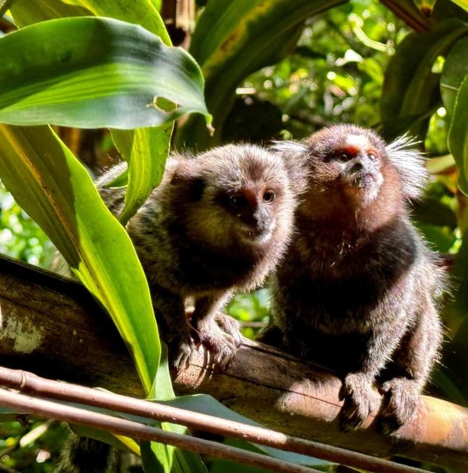 Two marmosets on a branch in the Tijuca forest