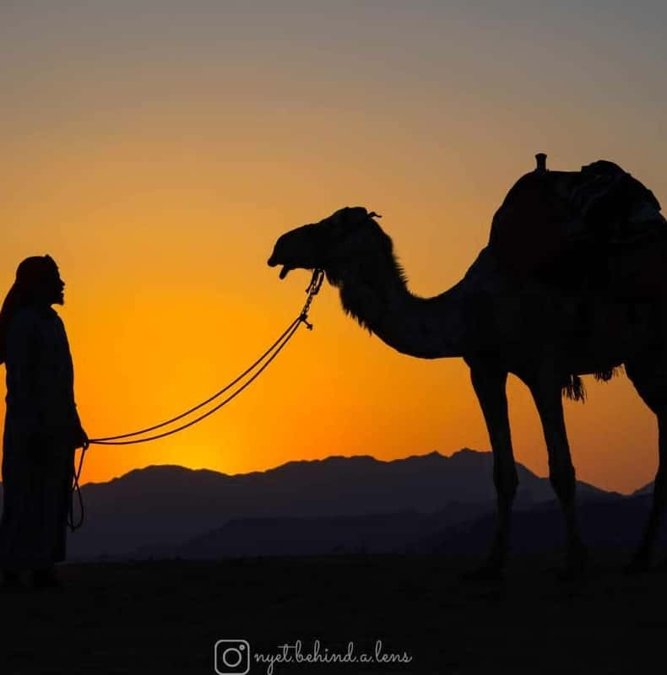 Bedouin leading a camel at sunset in Wadi Rum