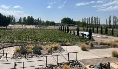 Vineyard driveway lined with poplars in Mendoza