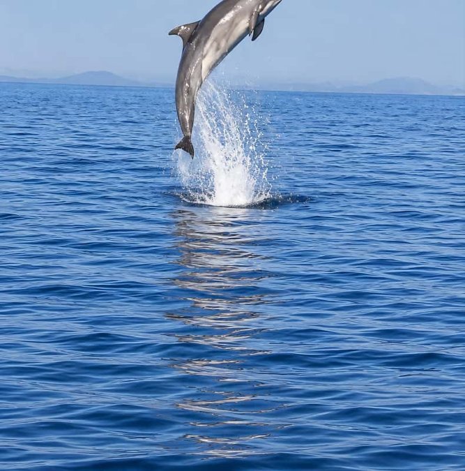 Dolphin leaping beside the boat off Mallorca
