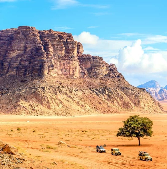 Camels resting by a lone tree in Wadi Rum