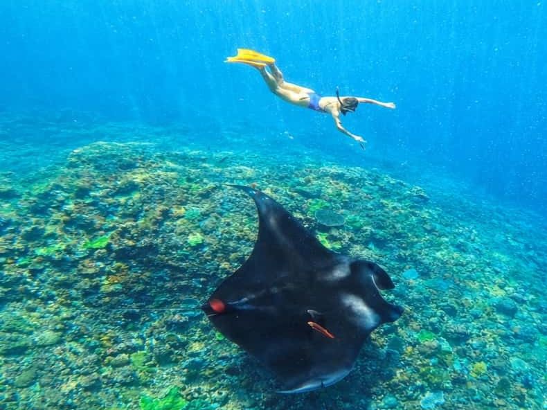 A snorkeler swimming above a manta ray in clear blue water off Nusa Penida