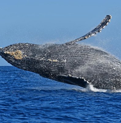 Whale Watching by Zodiac in Cabo San Lucas with Photos Included