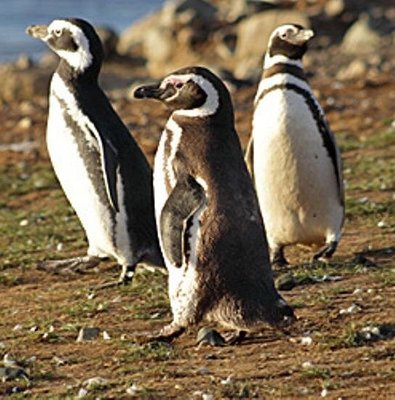 Penguin walk in Ushuaia + navigation option
