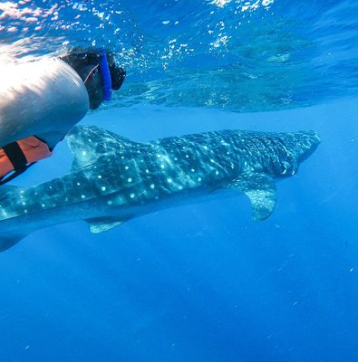Whale Shark Adventure in Isla Mujeres and Cancun