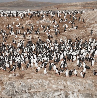 Catamaran Tour through the Beagle Channel and Penguins in Isla Martillo