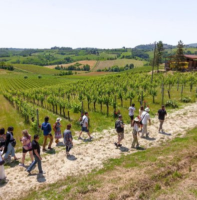Group walking between rows of vines in the Tuscan hills