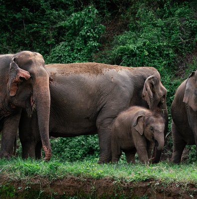 Chiang Mai Elephant Sanctuary, Bamboo Rafting and Waterfall Tour
