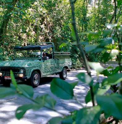 Rio : Half-Day Jeep Tour at Tijuca Forest